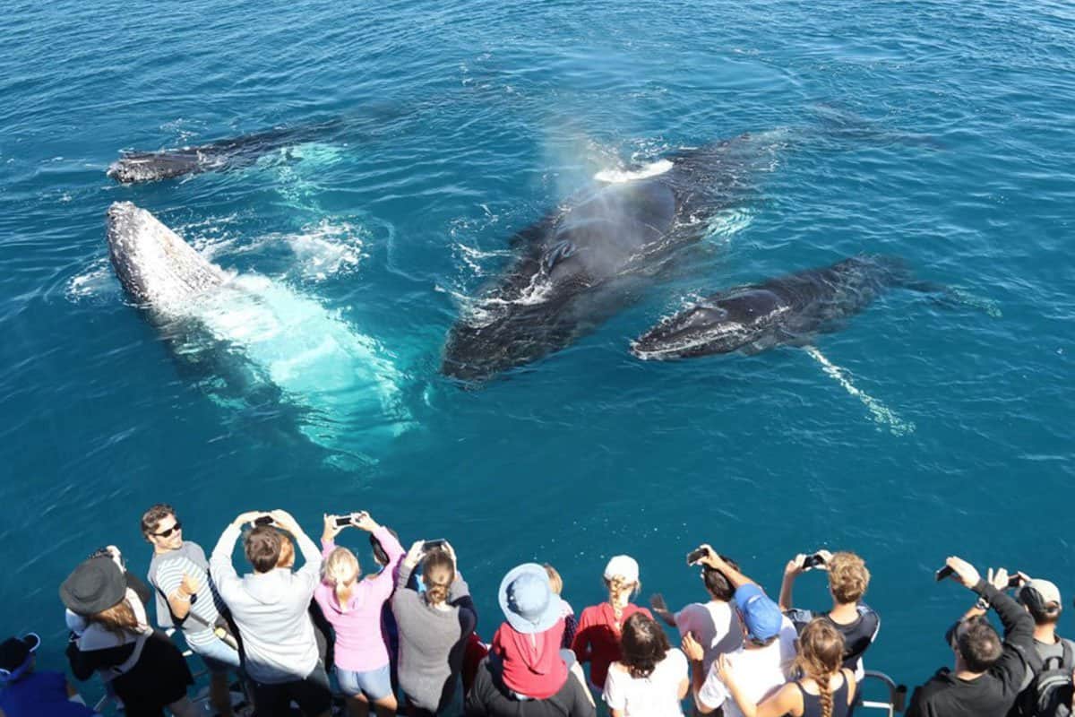 Whale Watching in Mirissa